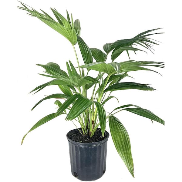 Chinese Fan Palm-Live Plant in an 10 Inch Growers Pot-Livistona Chinensis-Clean Air Indoor Outdoor Houseplant