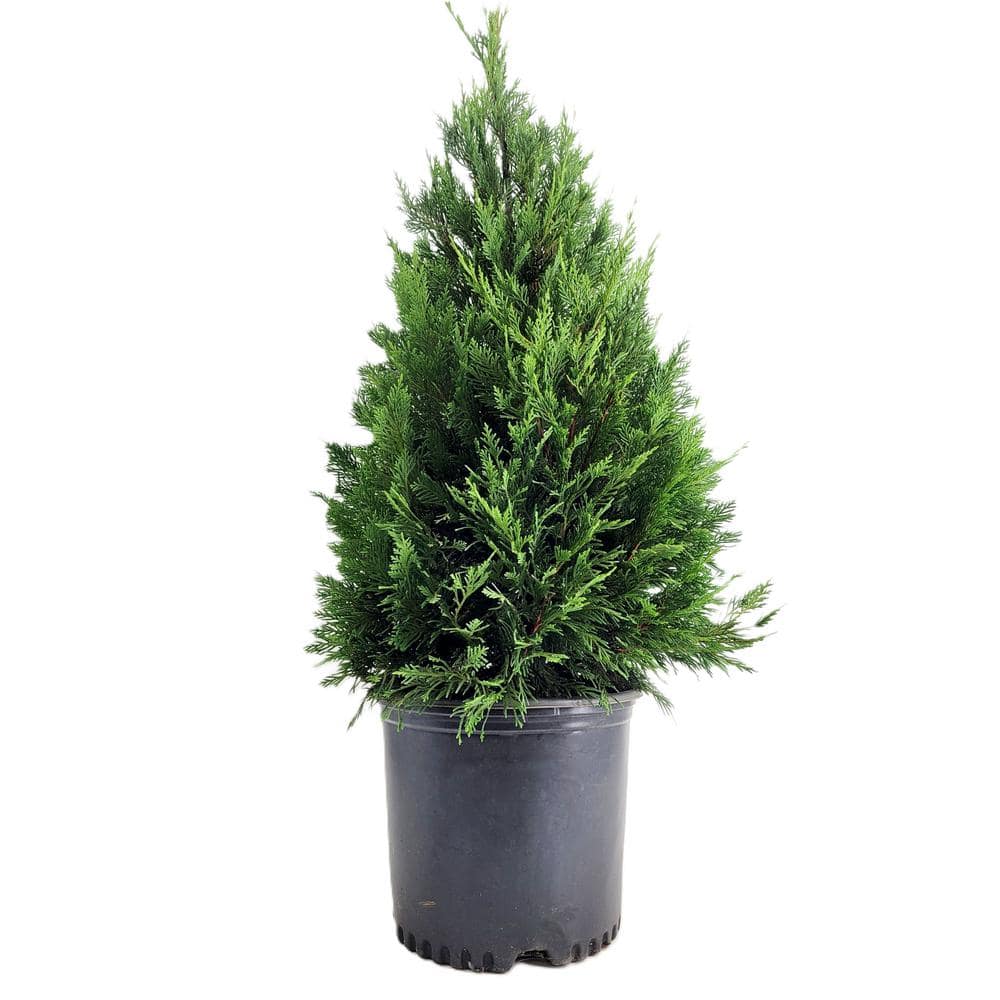 BELL NURSERY 3 Gal. Leyland Cypress (Cupressus Leylandii) Live ...