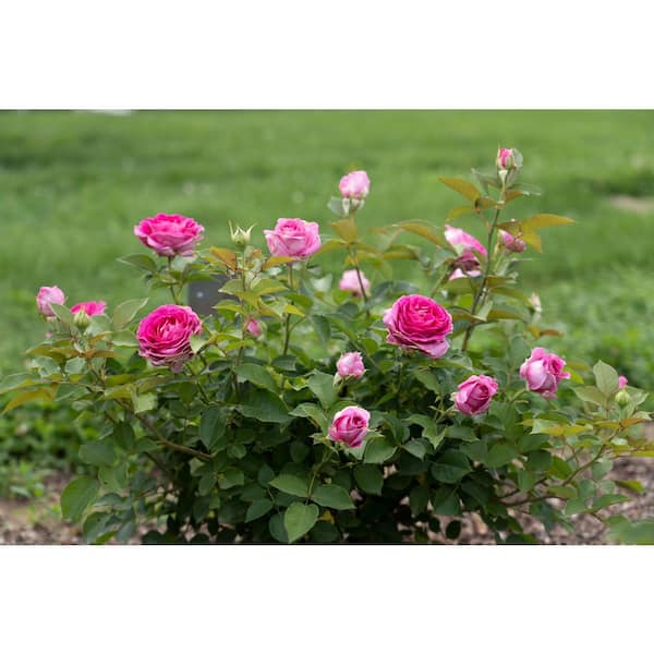 national PLANT NETWORK Bare Root Rose Scentables Raspberry Cupcake