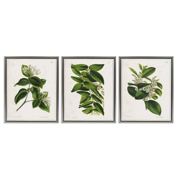 Forest Flower Studies by Tina Higgins Designs, Inc 3 Pieces Gray Floater Frame Nature Graphic Art Print 31 in. x 25 in.