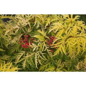 1 Gal. Lemony Lace Elderberry (Sambucus) White Flowers with Yellow and Red Foliage