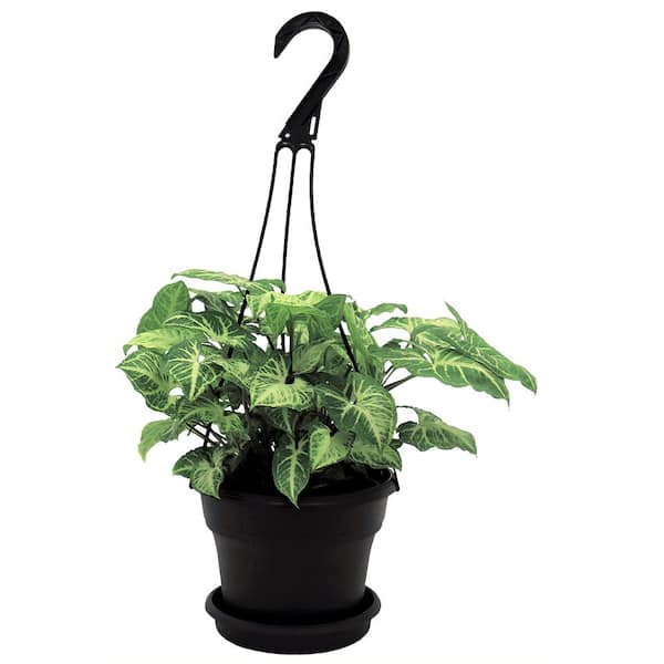Costa Farms Nepthytis in 6 in. Hanging Basket