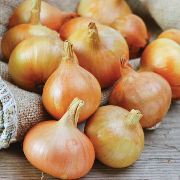 Onion Sets Yellow (Set of 250) Bulbs
