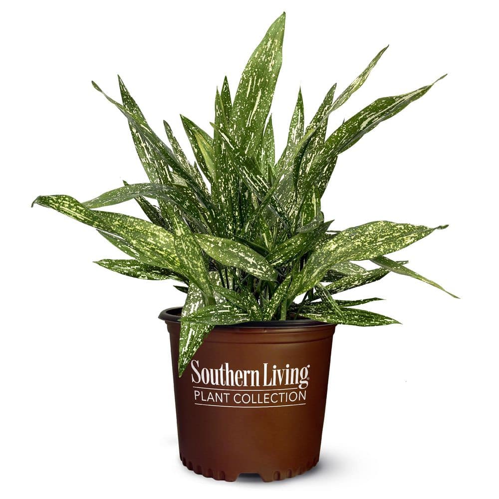 押上PLANTS SOUTHERN LIVING 2 Gal Tokyo Skies Aspidistra - Variegated Cast