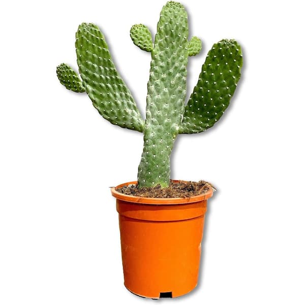 Wekiva Foliage Roadkill Cactus-Live Plant in a 6 Inch Pot-Consolea Rubescens-Beautiful Indoor Outdoor Cacti Succulent Houseplant