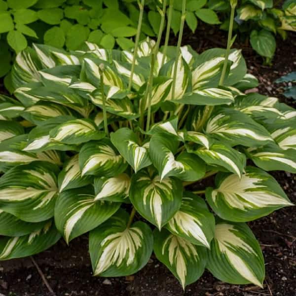 0.65 Gal. Shadowland Miss America Hosta (Hosta Hybrid) Live Perennial Plant with Green and White Foliage