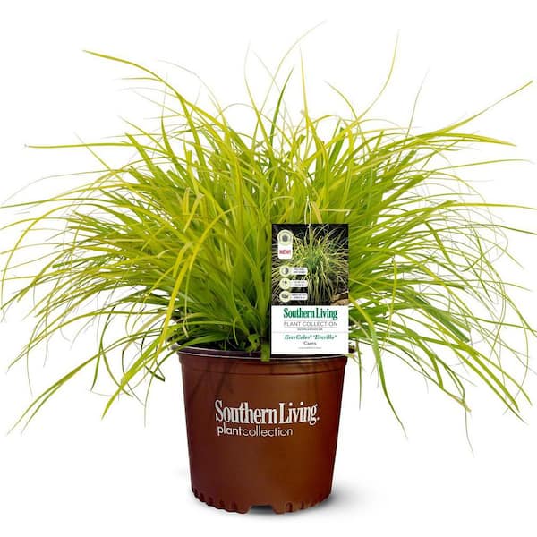 SOUTHERN LIVING 2.5 Qt. Evercolor Everillo Carex (Sedge Grass) Live Perennial with Lime Yellow Foliage