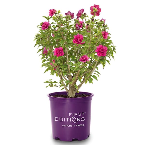 2 Gal. French Cabaret Red Hibiscus Flowering Shrub with Red Double Blooms