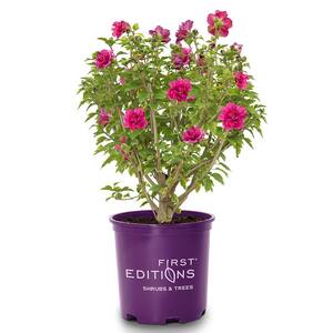 OnlinePlantCenter 3 Gal. Seminole Pink Tropical Hibiscus Flowering Shrub  with Large Single Pink Flowers H949G3 - The Home Depot