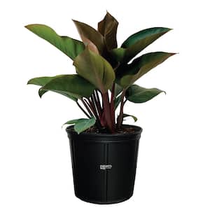philodendron Rojo Congo Live Outdoor Plant in Growers Pot Avg Shipping Height 2 ft. to 3 ft. Tall