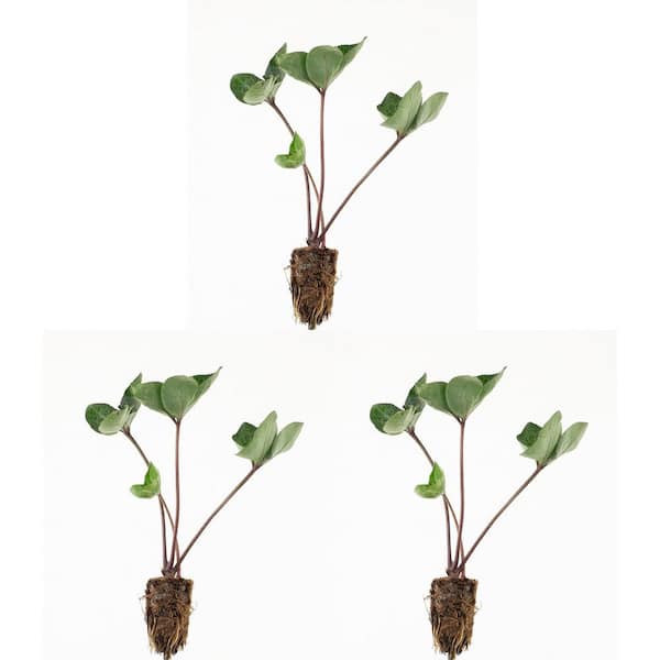 FROSTKISS 2.2 in. Anna's Red Hellebore Perennial Plant with Dark Red Flowers (3-Pack)