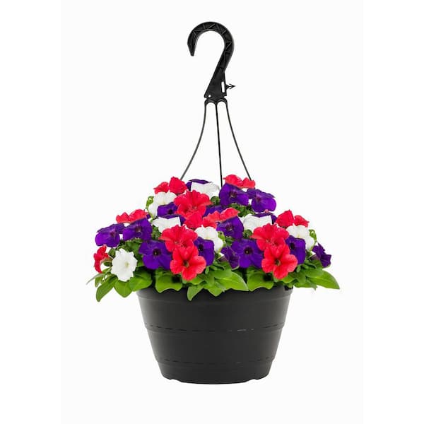 METROLINA GREENHOUSES 1.25 Gal. Petunia RWB Hanging Basket Annual Plant