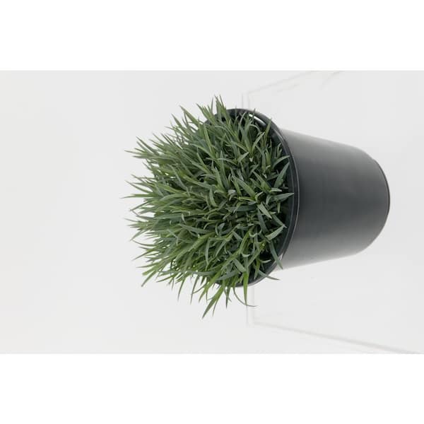 Unbranded 2.5 qt. Carnation Raspberry Surprise Perennial (4-Pack)