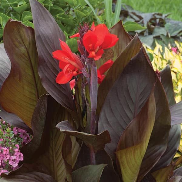 #12 Copa Quartzite 'Red Velvet' Canna Perennial Plant With Red Flowers