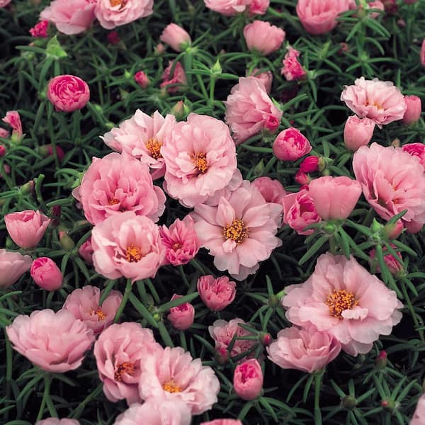 ALTMAN PLANTS 1.65-Pint Pink Moss Rose Purslane Plant (6-Pack)