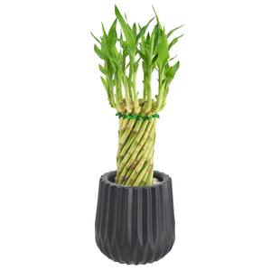 Bamboo - Indoor Plants - Garden Center 