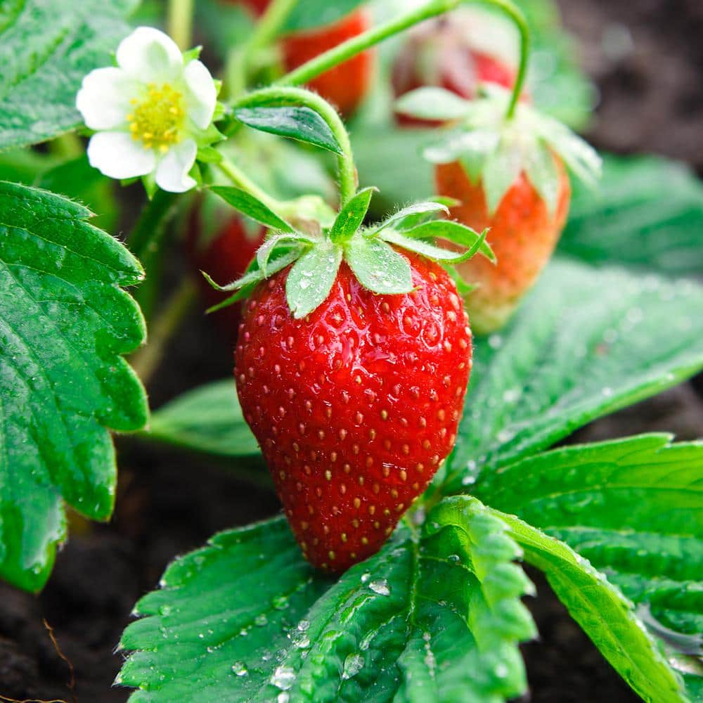 Strawberry Ozark Beauty, Live Bare Root (Bag of 40) price history on PriceWatchPro