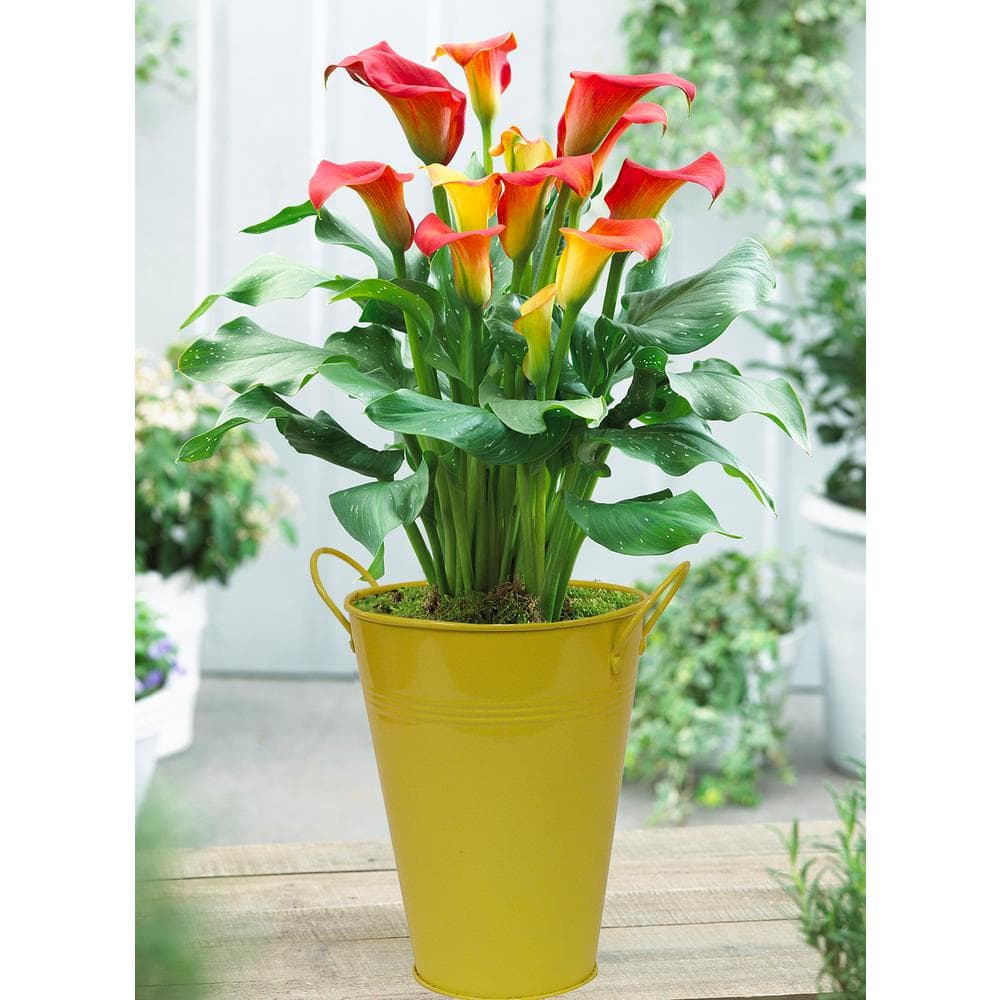 VAN ZYVERDEN Patio Calla Captain Fuego With Yellow Metal Planter Pot ...