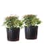 3 Gal. Nandina Firepower - Heavenly Bamboo Shrub (2-Pack)