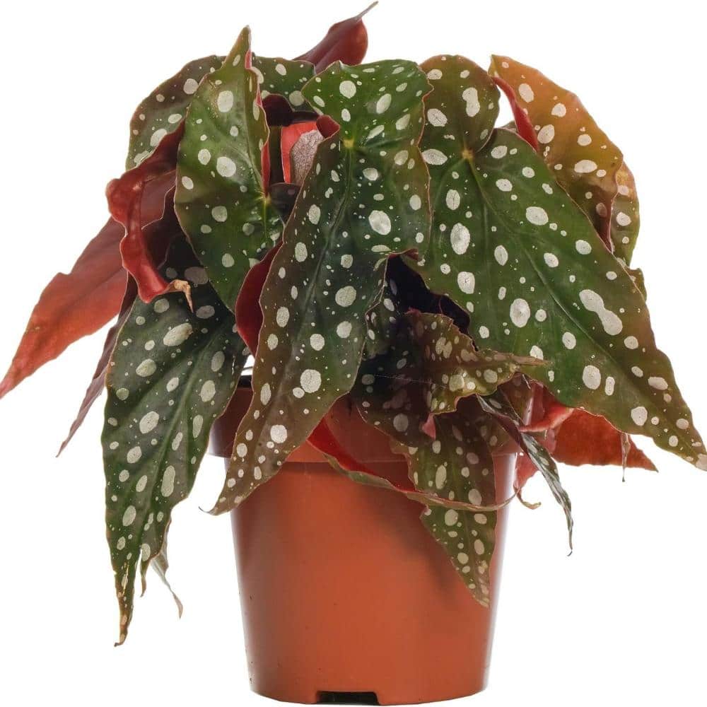 Polka Dot Begonia - 2 Live Starter Plants - Begonia Maculata - Colorful Beautiful Foliage Air Purifying Houseplant price history on PriceWatchPro