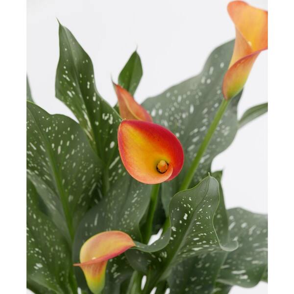 Vigoro 2.5 Qt. Calla Lily Morning Sun Zantedeschia Perennial