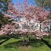 ornamental-trees-dogchb05g-4f.2