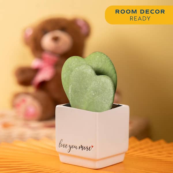 Double Hoya Heart Succulent Indoor Plant in 2.5 in. White Ceramic Planter, Average Shipping Height 5 in. Tall