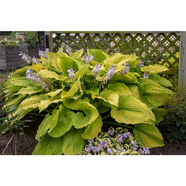 1 Gal. Shadowland Coast to Coast Hosta Live Flowering Shade Perennial Plant