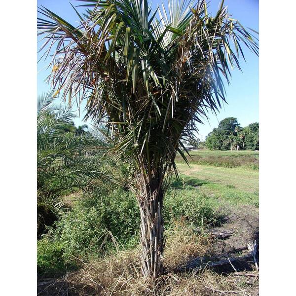 Wekiva Foliage Coco Queen Palm-5 Live Plants in 4 in. Growers Pots-Syagrus Schizophylla x Romanzoffiana-Rare Ornamental Palms