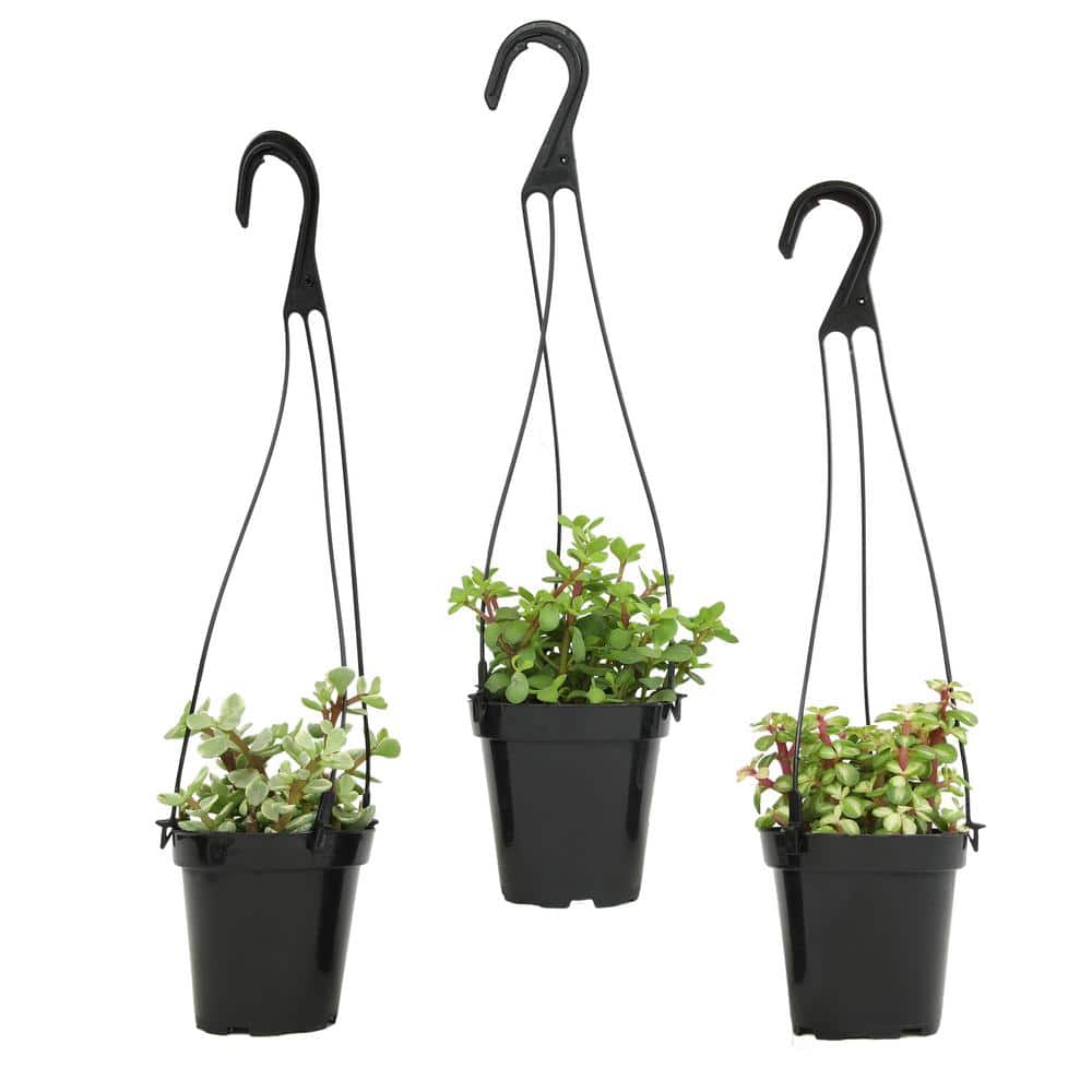 Assorted Hanging Succulent Plants in Black 3.5 Inch Pots