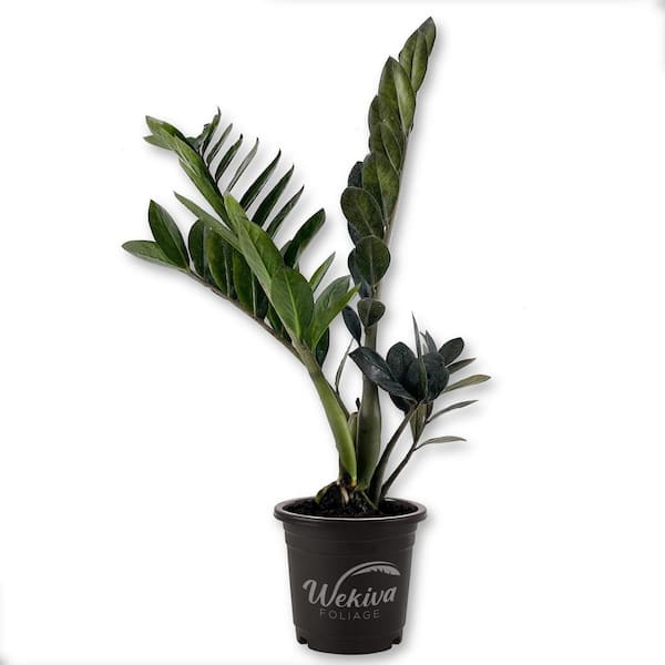 Wekiva Foliage Black Raven ZZ Plant-Live Plant in a 4 Inch Growers Pot-Zamioculcas Zamiifolia-Exotic Easy Care Houseplant