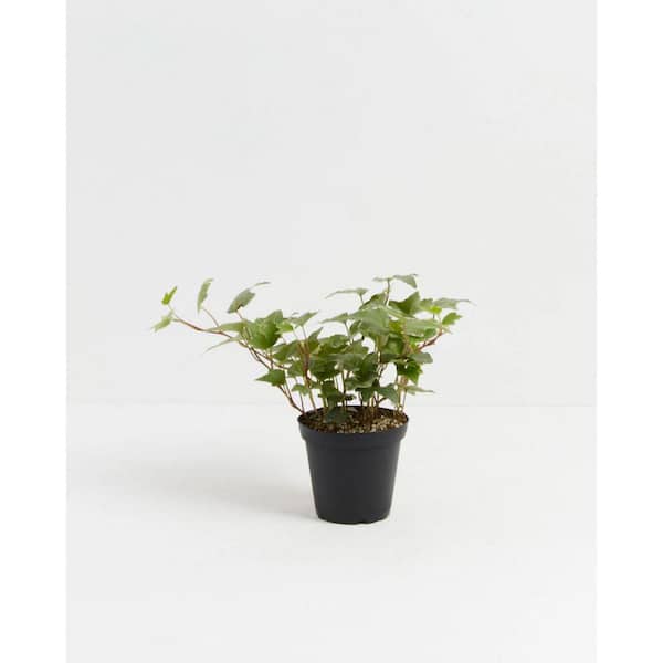 Vigoro 1 Qt. Vrgtd Hedera English Ivy Plant in Grower