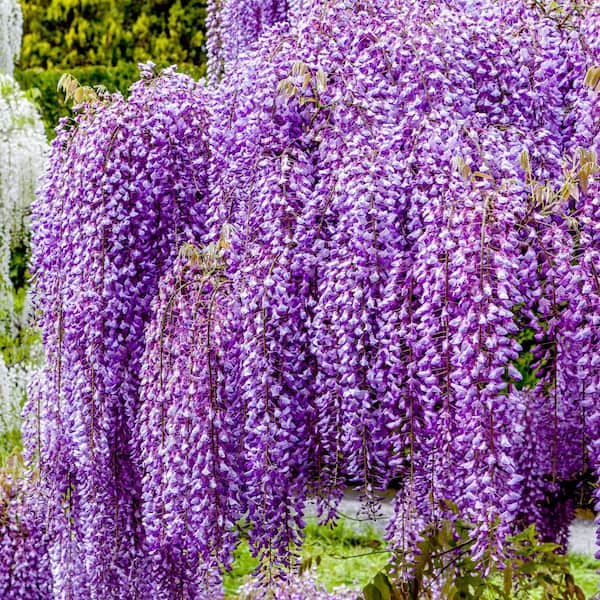 national PLANT NETWORK 3 gal. Wisteria Lavender Falls Perennial