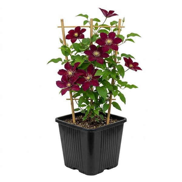 Bell Nursery 2 Gal. Niobe Clematis Live Flowering Perennial Vine with