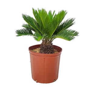 Multipinnate Sago Palm-Live Plant in a 3 Gal. Growers Pot-Cycas Debaoensis-Rare Ornamental Palms of Florida