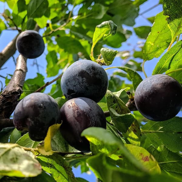 Unbranded 7 gal. Black Amber Plum  Fruit Tree
