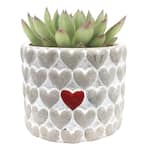 Echeveria Indoor Succulent Plant in 4 in. Decor Planter, Avg. Shipping Height 4 in. Tall
