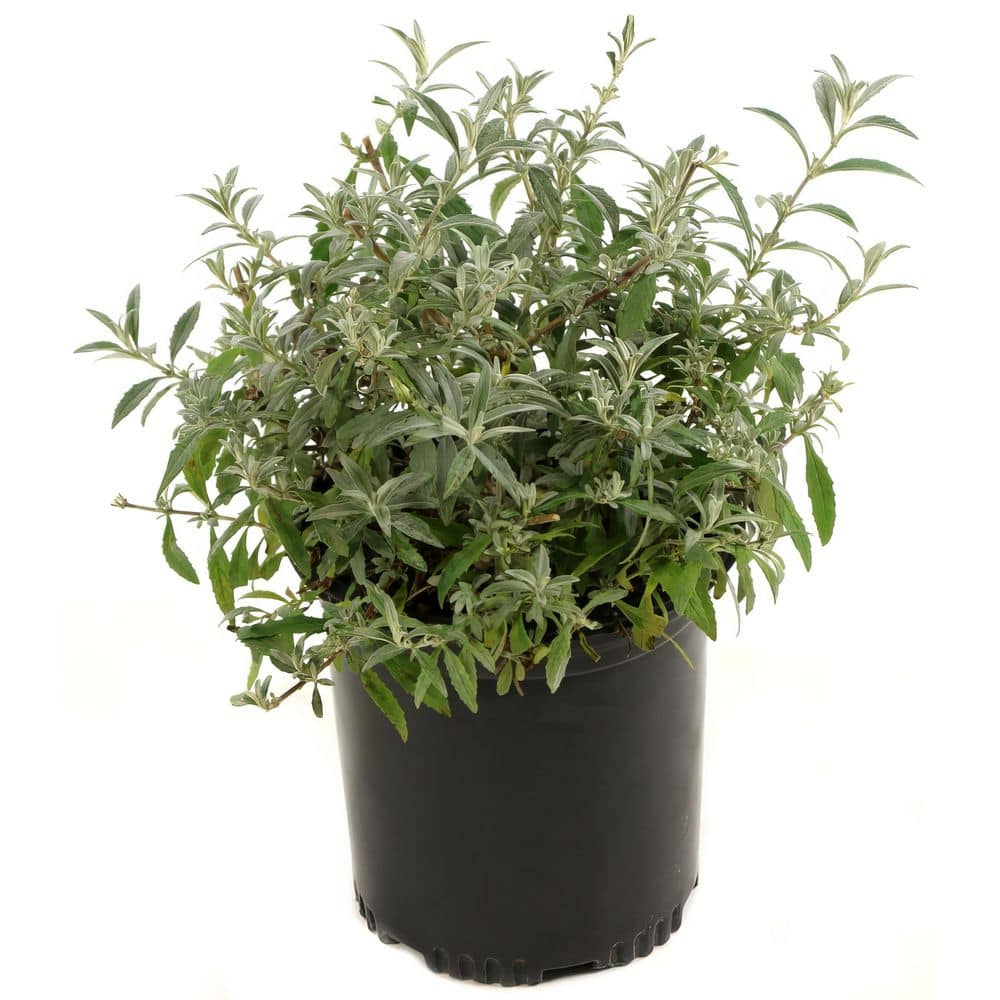 1 gal. Butterfly Bush Honeycomb Shrub with Yellow Flowers (4-Pack) price history on PriceWatchPro