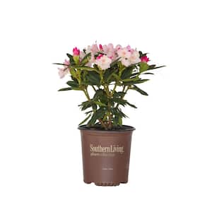 2 Gal. Grace Southgate Rhododendron, Live Evergreen Shrub, Pink Buds open to White Flowers