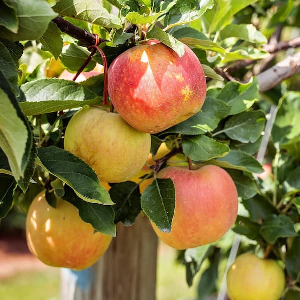 Honeycrisp Apple Tree APPHON05G The Home Depot