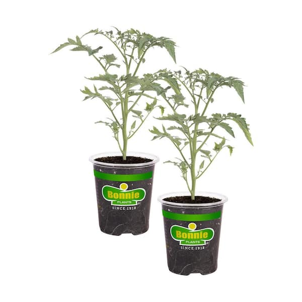 Bonnie Plants 19 Oz Tami G Grape Tomato Plant 2 Pack 202052 The