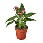 Purple (Anthurium) Plant in 4 in. Grower Pot
