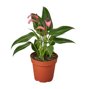 hanging wall pots for plants Benton Hanging Pot Large