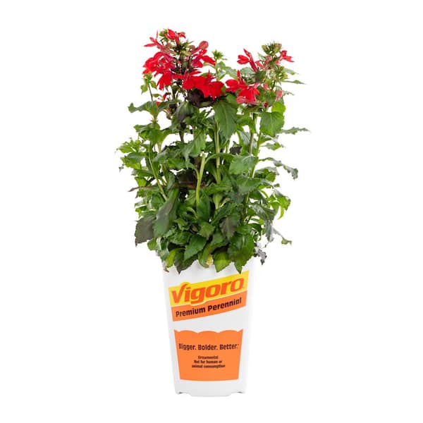2 QT Lobelia Cardinal Flower 'Starship Scarlet' Red Perennial Plant