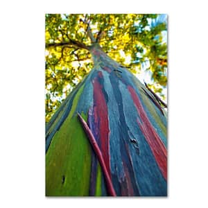 CATeyes 'Rainbow Eucalyptus Tree' Canvas Unframed Photography Wall Art 16 in. x 24 in