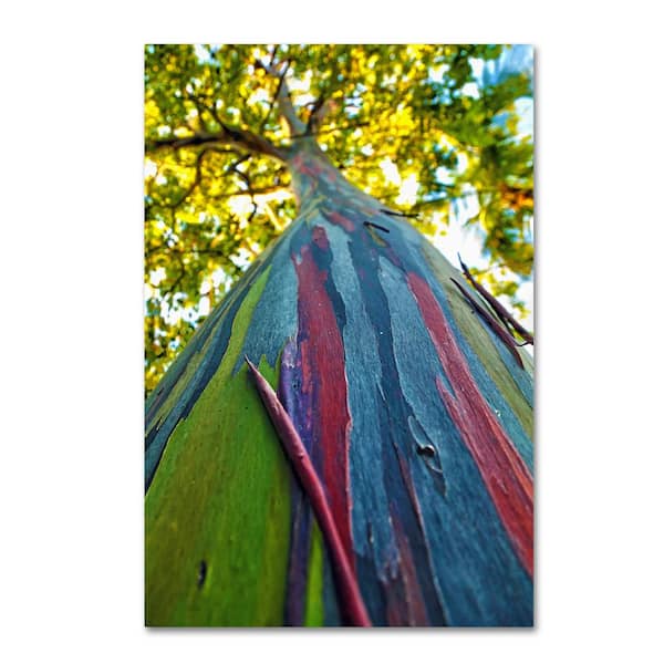 Trademark Fine Art CATeyes 'Rainbow Eucalyptus Tree' Canvas Unframed Photography Wall Art 16 in. x 24 in