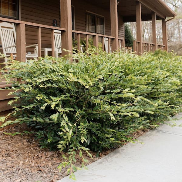 national PLANT NETWORK 3 gal. Distylium Vintage Jade Shrub HD2719