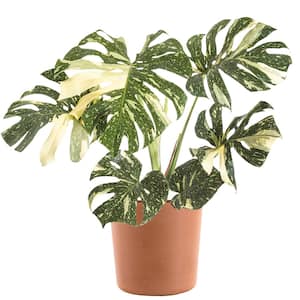 Thai Constellation Monstera Deliciosa in 10 in. Terracotta Premium Sustainable Décor Pot