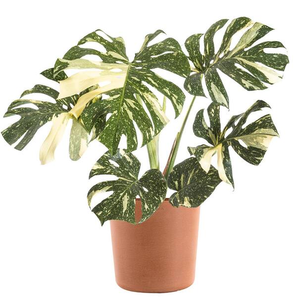 Thai Constellation Monstera high quality Express-10-1002