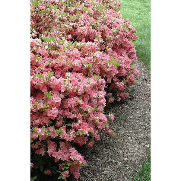Azalea Pink #3 1013139202 - The Home Depot